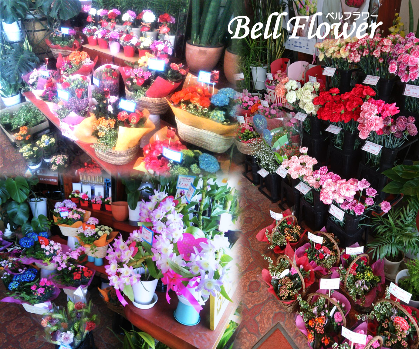 ベルフラワー店舗